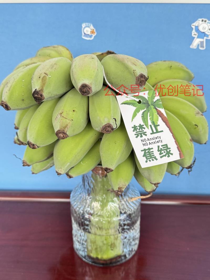 最近绿色香蕉很火，禁止…#情报-搞钱线报📢论坛-网创交流-优创圈